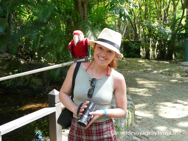 Le perroquet et moi - en république dominicaine
