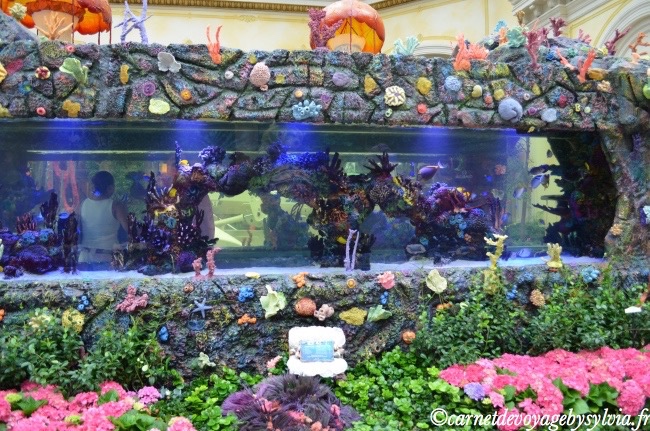 Aquarium du Bellagio