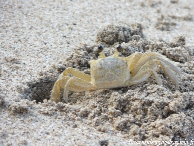 Martinique crabes 