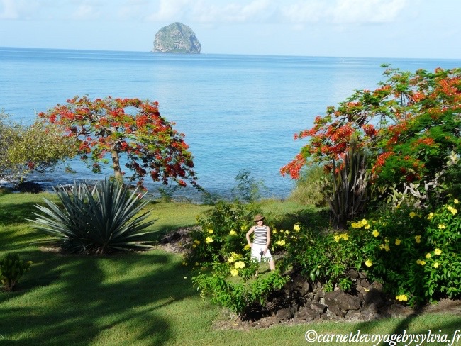 les fleurs en Martinique