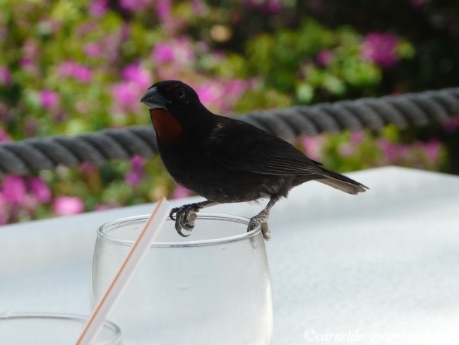 oiseau