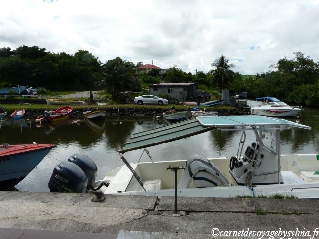 mangrove Martinique