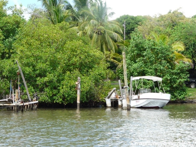 mangrove Martinique