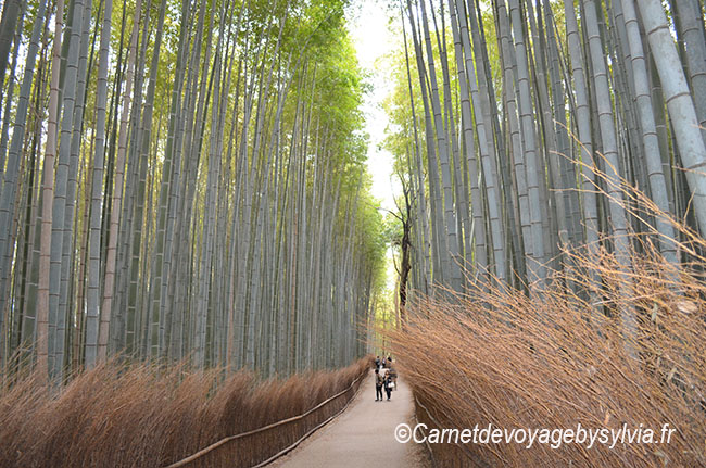 bambou - japon